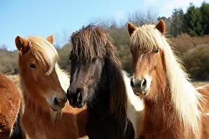 Equids: Young Icelandic horses, stallions, Kerpen Eifel