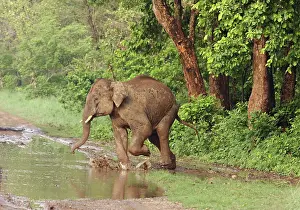 Puddles: Young Indian / Asian Elephant crossing the track