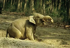 Wallowing: Young Indian / Asian Elephant playing in the rain