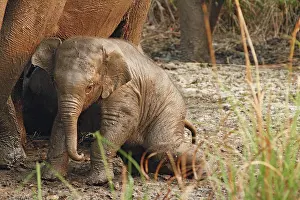 Wallowing: Young one of Indian Elephant mud-wallowing, Corbett