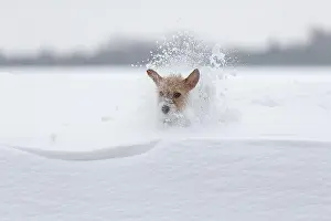 Bitches: Young Jack Russell Terrier bitch running across