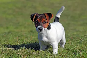 Singly: Young Jack Russell Terrier dog (Canis lupus familiaris)