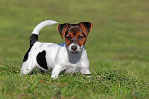 Singly: Young Jack Russell Terrier dog (Canis lupus familiaris)