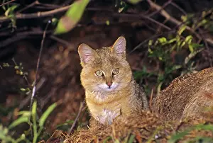 Chaus: Young Jungle Cat in the bush