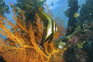 Indonesian: Young juvenile specimen of round-headed batfish (Platax orbicularis)