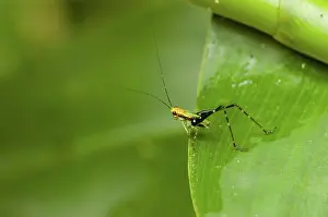 Katydid: Young Katydid