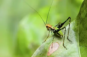Katydid: Young Katydid, Peruvian Amazon