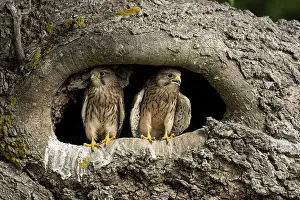 Fledge: Young kestrels (Falco tinnunculus) in their nest