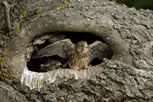 Fledge: Young kestrels (Falco tinnunculus) in their nest