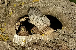 Fledge: Young kestrels (Falco tinnunculus) in their nest