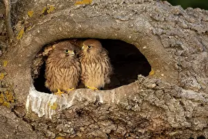 Tinnunculus: Young kestrels (Falco tinnunculus) in their nest