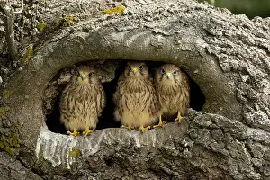 Tinnunculus: Young kestrels (Falco tinnunculus) in their nest