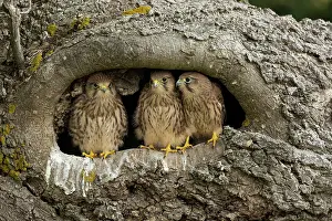 Tinnunculus: Young kestrels (Falco tinnunculus) in their nest