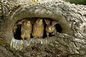 Tinnunculus: Young kestrels (Falco tinnunculus) in their nest