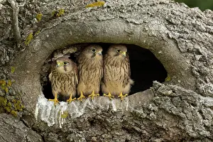 Tinnunculus: Young kestrels (Falco tinnunculus) in their nest