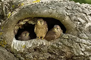 Tinnunculus: Young kestrels (Falco tinnunculus) in their nest