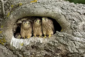 Tinnunculus: Young kestrels (Falco tinnunculus) in their nest