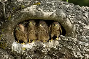 Tinnunculus: Young kestrels (Falco tinnunculus) in their nest