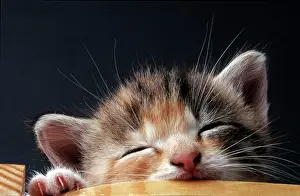 Doze: Young kitten sleeping