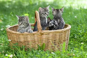 Friskily: Young kittens in a basket