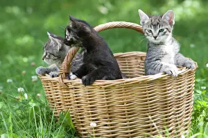 Baskets: Young kittens in a basket