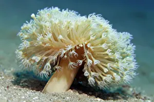 Akaba: Young leather coral (Sarcophyton) on sandy bottom