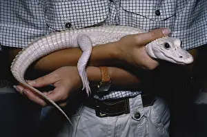 Albinic: Young Leucistic Alligator