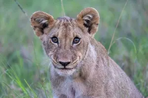 Personne: YOUNG LION