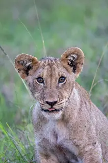 Personne: YOUNG LION