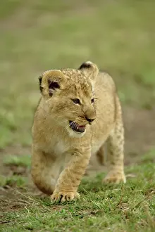 Lincoln: Young lion cub, Masai Mara Game Reserve