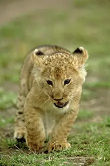 Lincoln: Young lion cub, Masai Mara Game Reserve