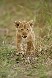 Lincoln: Young lion cub, Masai Mara Game Reserve