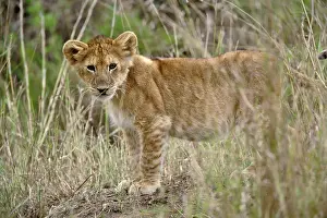 Lincoln: Young lion cub, Masai Mara Game Reserve