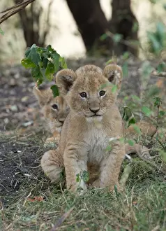 081118: Two young lion cubs, Panthera leo, sitting in thicket