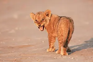 Hiss: Young Lion (Panthera leo), Kalahari, South Africa