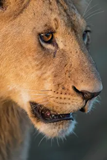 Triangle: Lion