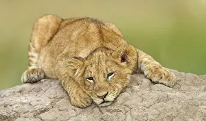 Termite: Young lion (Panthera leo) on a termite mound, Ma