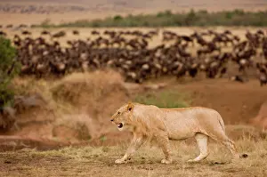 Brindled: Lion