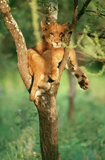 Eric Dragesco: Young LION - resting in tree fork