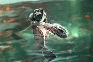 Caretta: Young Loggerhead Turtle