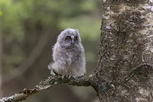 Owls: One young long-eared owl (Asio otus)