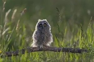 Owls: One young long-eared owl (Asio otus)