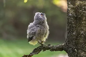 Owls: One young long-eared owl (Asio otus)