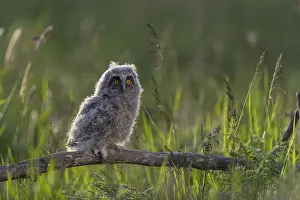 Owls: One young long-eared owl (Asio otus)