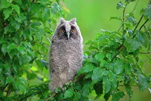 Otus: Young Long-eared owl (Asio otus) sitting in green