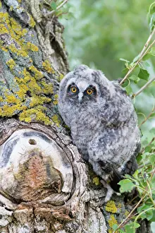 Neusiedl: Young long-eared owl (Asio otus) sitting in a tree