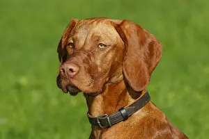 Bitch: Young Magyar Vizsla, short-haired Hungarian Pointing
