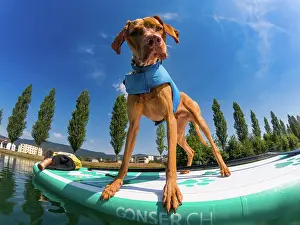 Board: Young Magyar Vizsla on a Stand-Up Paddle Board