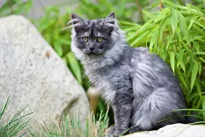 230518: Young Maine Coon cat