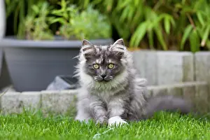 230518: Young Maine Coon cat